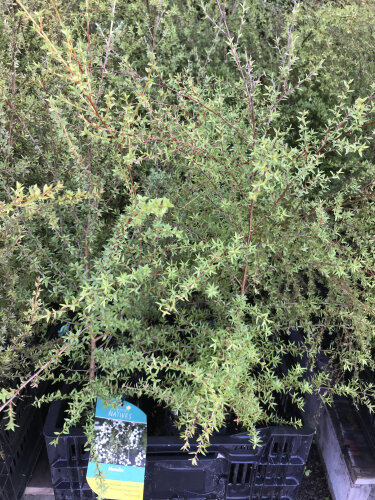 Manuka Honey Bee Box